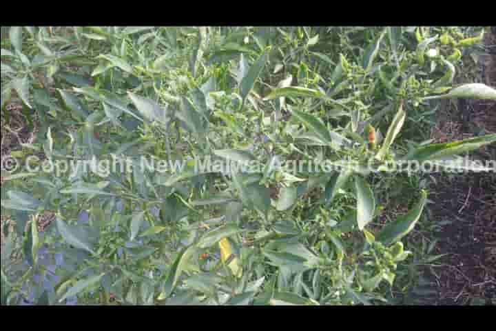 leaf curl of chilli control pesticides